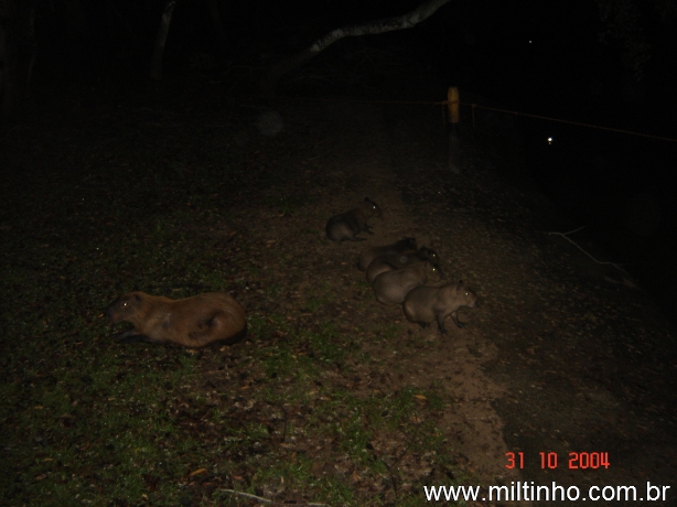 Foto - Lontra (16).jpg